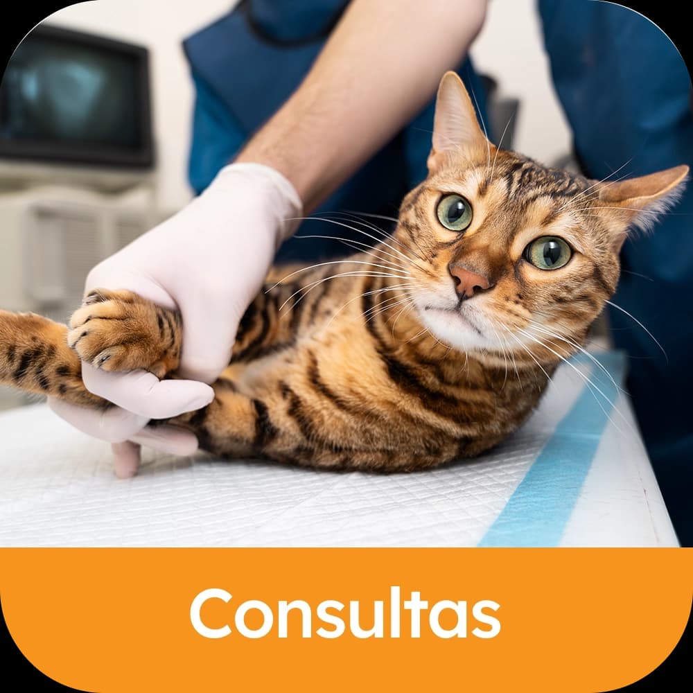 Consultas