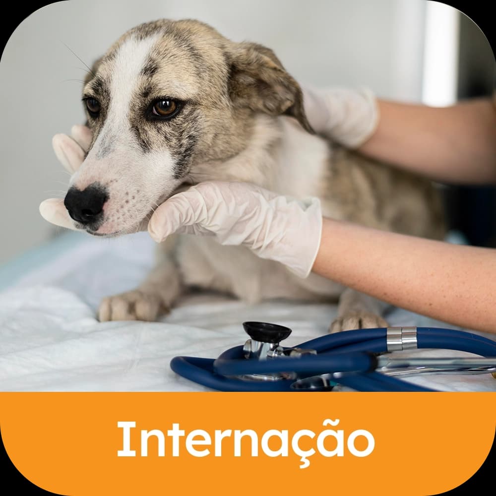 Internação